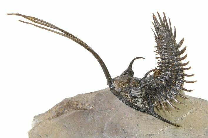 Trident Walliserops Trilobite - Exceptional Preparation #317774
